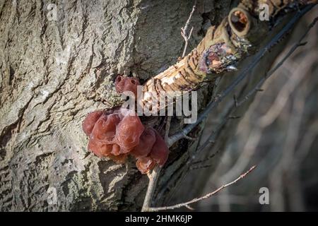 Sur l'arbre pousse le champignon d'arbre brun rougeâtre Judas oreille Banque D'Images