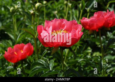 Paeonia Paula Fay. Fleur de pivoine rose semi-double. Banque D'Images