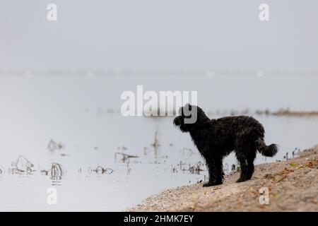 Chien noir de labradoodle sur une plage solitaire à Greifswald, en Allemagne, surplombant la mer calme Banque D'Images