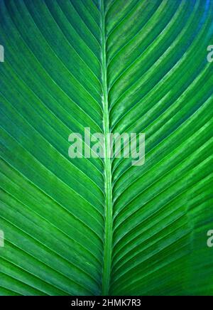 Motif feuilles d'Heliconia sur le jardin Banque D'Images