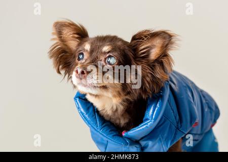 Le petit vieux chien de race terrier jouet a un problème avec les yeux de cataracte partiellement aveugles. Banque D'Images