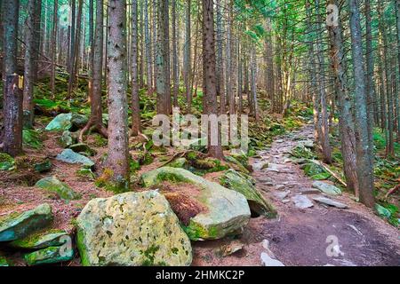 Les grands rochers, couverts de mousse dans la forêt ombragée de mélèze dans les montagnes, Dzembronia, Carpates, Ukraine Banque D'Images