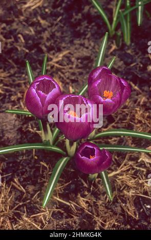 Gros plan d'un groupe de Crocus vernus violets. Fleurs printanières et cormes entièrement endurcis Banque D'Images