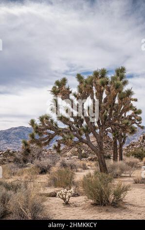 Joshua Tree National Park, CA, USA - 31 janvier 2022 : portrait d'un groupe d'arbres de Joshua sur un sol de désert de sable sec sous un paysage bleu nuageux avec des collines Banque D'Images