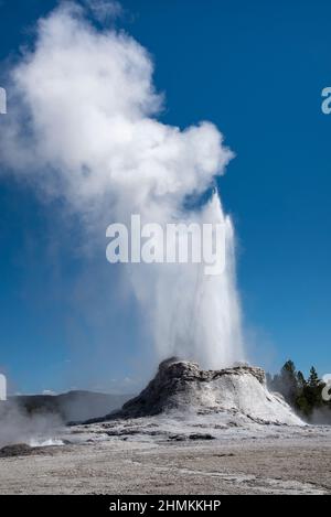 Le château de Geyser éclate dans le parc national de Yellowstone. Banque D'Images