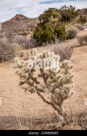 Joshua Tree National Park, CA, Etats-Unis - 31 janvier 2022 : gros plan de la Jolla cactua sur un sol de sable sec dans le désert. Arrière-plan des buissons et des collines en dessous Banque D'Images