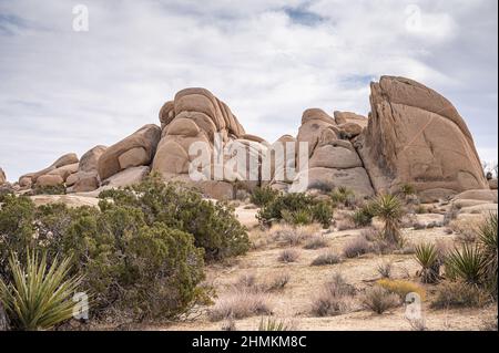 Joshua Tree National Park, CA, Etats-Unis - 31 janvier 2022: Paysage avec groupe de blocs beiges, craqué sur le sol sec du désert avec buissons verts sous Banque D'Images