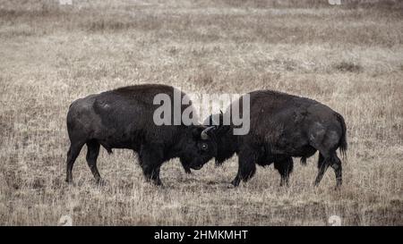 Les jeunes taureaux de bisons s'élantellent à Fountain Flats, parc national de Yellowstone, Wyoming, États-Unis. Banque D'Images
