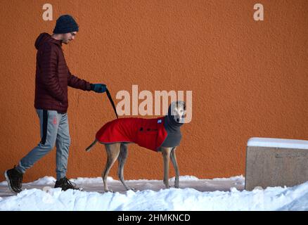 Un homme marche son sauvetage greyhound à Santa Fe, Nouveau-Mexique. Le chien porte un manteau d'hiver et un cache-cou ou un tube pour chien fabriqué par Voyager K9 Apparel. Banque D'Images