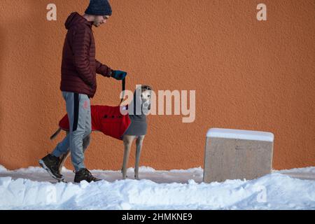 Un homme marche son sauvetage greyhound à Santa Fe, Nouveau-Mexique. Le chien porte un manteau d'hiver et un cache-cou ou un tube pour chien fabriqué par Voyager K9 Apparel. Banque D'Images