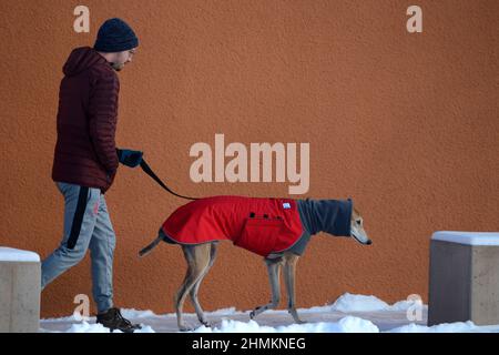 Un homme marche son sauvetage greyhound à Santa Fe, Nouveau-Mexique. Le chien porte un manteau d'hiver et un cache-cou ou un tube pour chien fabriqué par Voyager K9 Apparel. Banque D'Images