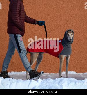 Un homme marche son sauvetage greyhound à Santa Fe, Nouveau-Mexique. Le chien porte un manteau d'hiver et un cache-cou ou un tube pour chien fabriqué par Voyager K9 Apparel. Banque D'Images