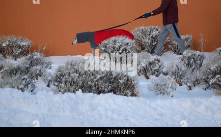 Un homme marche son sauvetage greyhound à Santa Fe, Nouveau-Mexique. Le chien porte un manteau d'hiver et un cache-cou ou un tube pour chien fabriqué par Voyager K9 Apparel. Banque D'Images