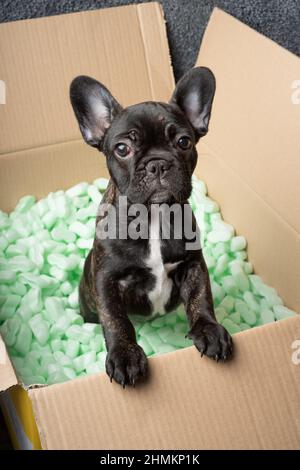 Marionnette de chien Bulldog dans une boîte en carton remplie de granules de protection en mousse verte. Concept d'achat en ligne. Banque D'Images