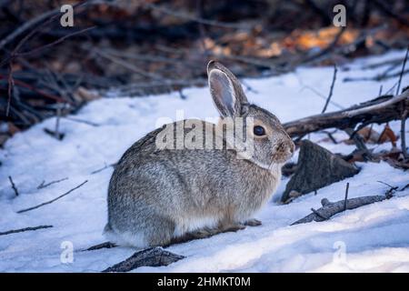 Lapin de la montagne ou de la queue de coton de Nuttall (Sylvilagus nuttalli) en hiver, Castle Rock Colorado US. Photo prise en janvier-matin. Banque D'Images