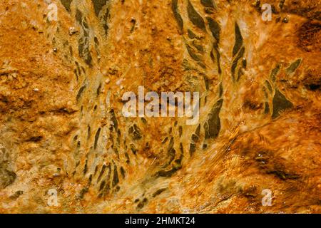 Tapis bactérien dans la piscine thermale de sources chaudes de Biscuit Basin dans le parc national de Yellowstone. Banque D'Images