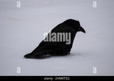 Raven dans un parc de stationnement Walmart à Whitehorse, au Yukon, au Canada Banque D'Images