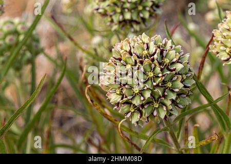 L'antelope Horns milkweed est un nectar important et une plante hôte pour le monarque et la reine papillons. Banque D'Images