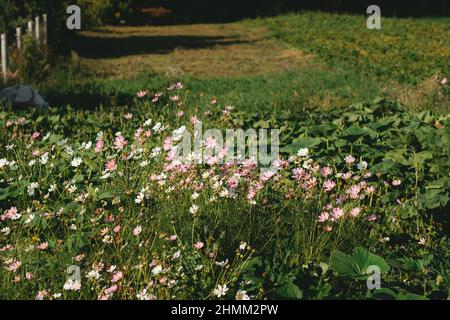 fleurs sauvages de couleur pourpre, dans le champ Banque D'Images