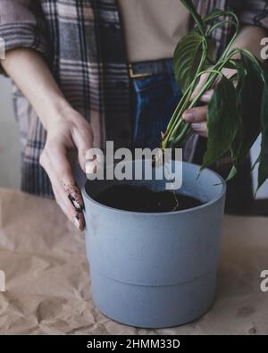 La jeune femme transpland un nouveau germe de paix dans un nouveau pot Banque D'Images