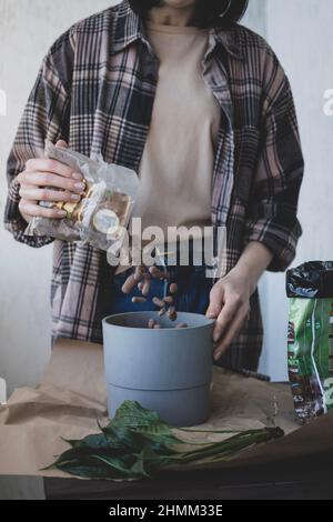 Une femme jette un drainage dans le pot pour préparer la plantation d'un jeune sprint Banque D'Images