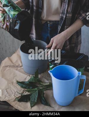 Une femme verse un sol dans un pot pour préparer la plantation d'un jeune sprout Banque D'Images