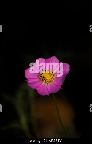 Vue rapprochée d'une fleur de cosmos roses au printemps Banque D'Images