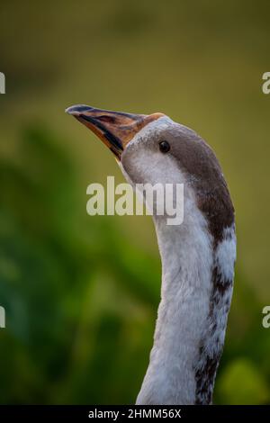 Vue rapprochée d'un oiseau de cygne muet Banque D'Images