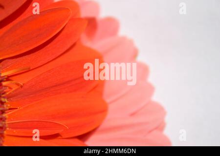 Pétales de gerbera rose vif et orange (Gerbera hybrida) en gros plan Banque D'Images
