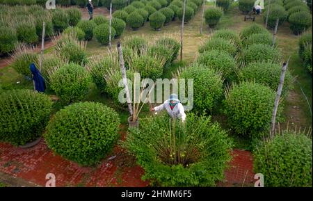 Dong Da Town, Qui Nhon City, Binh Dinh, Vietnam - 2 janvier 2022: Les agriculteurs s'occupent des jardins de chrysanthème pour se préparer à la vente à l'occasion de L Banque D'Images