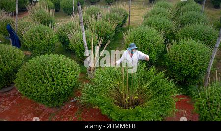 Dong Da Town, Qui Nhon City, Binh Dinh, Vietnam - 2 janvier 2022: Les agriculteurs s'occupent des jardins de chrysanthème pour se préparer à la vente à l'occasion de L Banque D'Images