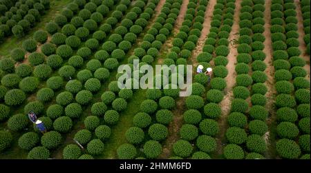 Dong Da Town, Qui Nhon City, Binh Dinh, Vietnam - 2 janvier 2022: Les agriculteurs s'occupent des jardins de chrysanthème pour se préparer à la vente à l'occasion de L Banque D'Images