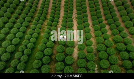 Dong Da Town, Qui Nhon City, Binh Dinh, Vietnam - 2 janvier 2022: Les agriculteurs s'occupent des jardins de chrysanthème pour se préparer à la vente à l'occasion de L Banque D'Images