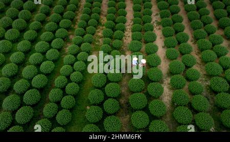 Dong Da Town, Qui Nhon City, Binh Dinh, Vietnam - 2 janvier 2022: Les agriculteurs s'occupent des jardins de chrysanthème pour se préparer à la vente à l'occasion de L Banque D'Images