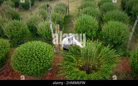 Dong Da Town, Qui Nhon City, Binh Dinh, Vietnam - 2 janvier 2022: Les agriculteurs s'occupent des jardins de chrysanthème pour se préparer à la vente à l'occasion de L Banque D'Images