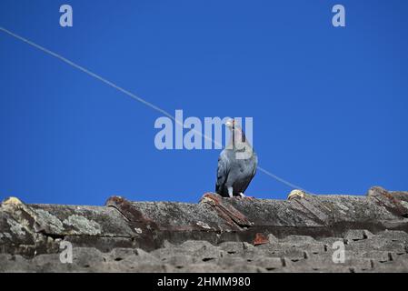 Colombe de roche, ou pigeon commun, qui se dresse sur la pointe d'un toit de tuiles abîmé, pendant une journée d'été claire Banque D'Images