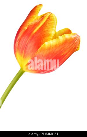 Gros plan d'une tige de fleur de tulipe sur fond blanc. Tulipe rouge et jaune. Copier l'espace. Délicat portrait floral. Encore la vie. Isolé. Banque D'Images