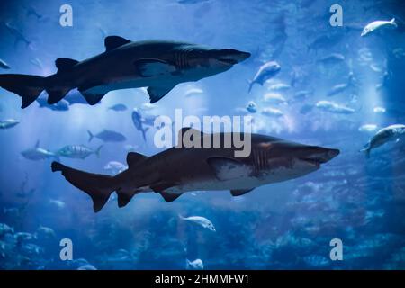Grand Requin Blanc Banque D'Images