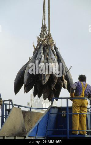 pêche au thon océan atlantique Banque D'Images