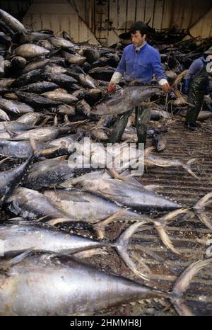 pêche au thon océan atlantique Banque D'Images