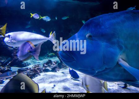 Vue rapprochée d'un poisson de wrasse en Humphead nageant dans l'océan Banque D'Images