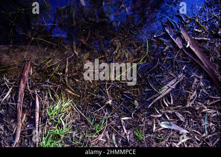 L'écorce de résine d'eucalyptus tombée repose sur les branches et les feuilles de près Banque D'Images