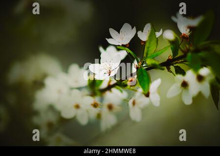 De belles fleurs de cerisier blanches parfumées aux pétales délicats fleurissent sur les fines branches d'un arbre avec des feuilles vertes au printemps. Nature en mai. Banque D'Images
