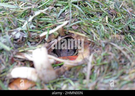 Une souris de maison se cachant dans un terrier creusé dans le tas de compost. Banque D'Images