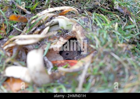 Une souris de maison se cachant dans un terrier creusé dans le tas de compost. Banque D'Images