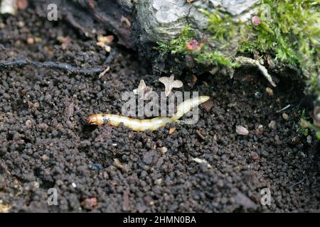 Larve - ver de fils du coléoptère de la famille des Elateridae appelés coléoptères clic. Parasites importants dans le sol de nombreuses cultures. Banque D'Images