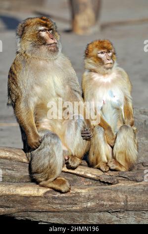 Cape barbaire, macaque barbaire (Macaca sylvanus), couple assis ensemble sur un tronc d'arbre mort, Maroc Banque D'Images