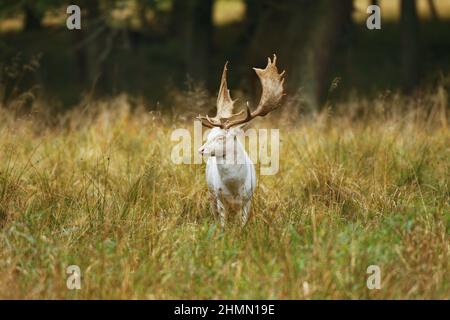 Cerf de Virginie (Dama dama, Cervus dama), cerf albinotique, Allemagne Banque D'Images