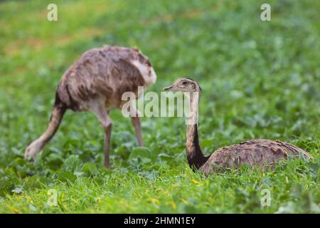 Grande nandou (Rhea americana), deux plus grandes rheas dans un champ, l'Allemagne Banque D'Images