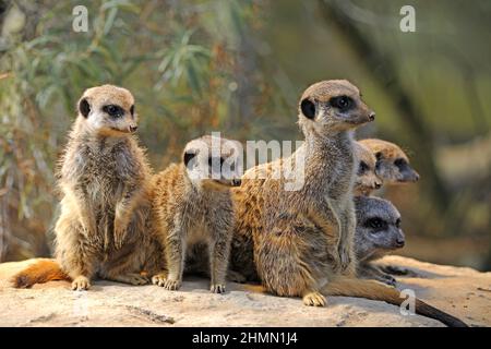 Suricate, méerkat à queue mince (Suricata suricata), groupe avec des juvéniles Banque D'Images